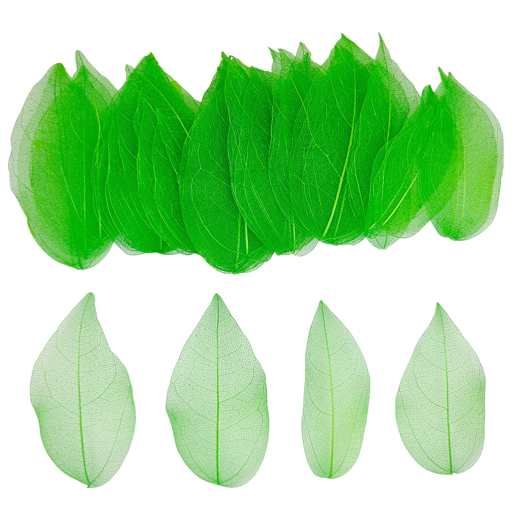 HAOBIN 50 Pieces Natural Skeleton Leaves Dry Skeletal Leaves Natural Dried Leaves Mixed Dried Leaves Used for DIY Scrapbook Craft Card Making (Green)