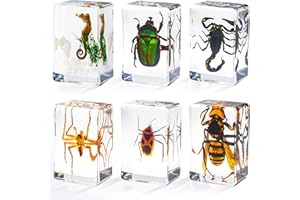 WHISTENFLA 6 Styles Insect in Resin Specimen, Bugs Collection Paperweights Animal Specimen for Kids Bug Preserved in Resin for Scientific Education Office Desk Christmas Display Supplies