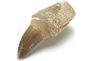KALIFANO Authentic Fossilized Prehistoric Mosasaur Tooth from Morocco - Mosasaurus Teeth for Fossil Collections and Education
