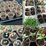 KINGLAKE Biodegradable 6cm Fibre Plant Pots 100Pcs with Labels view 6