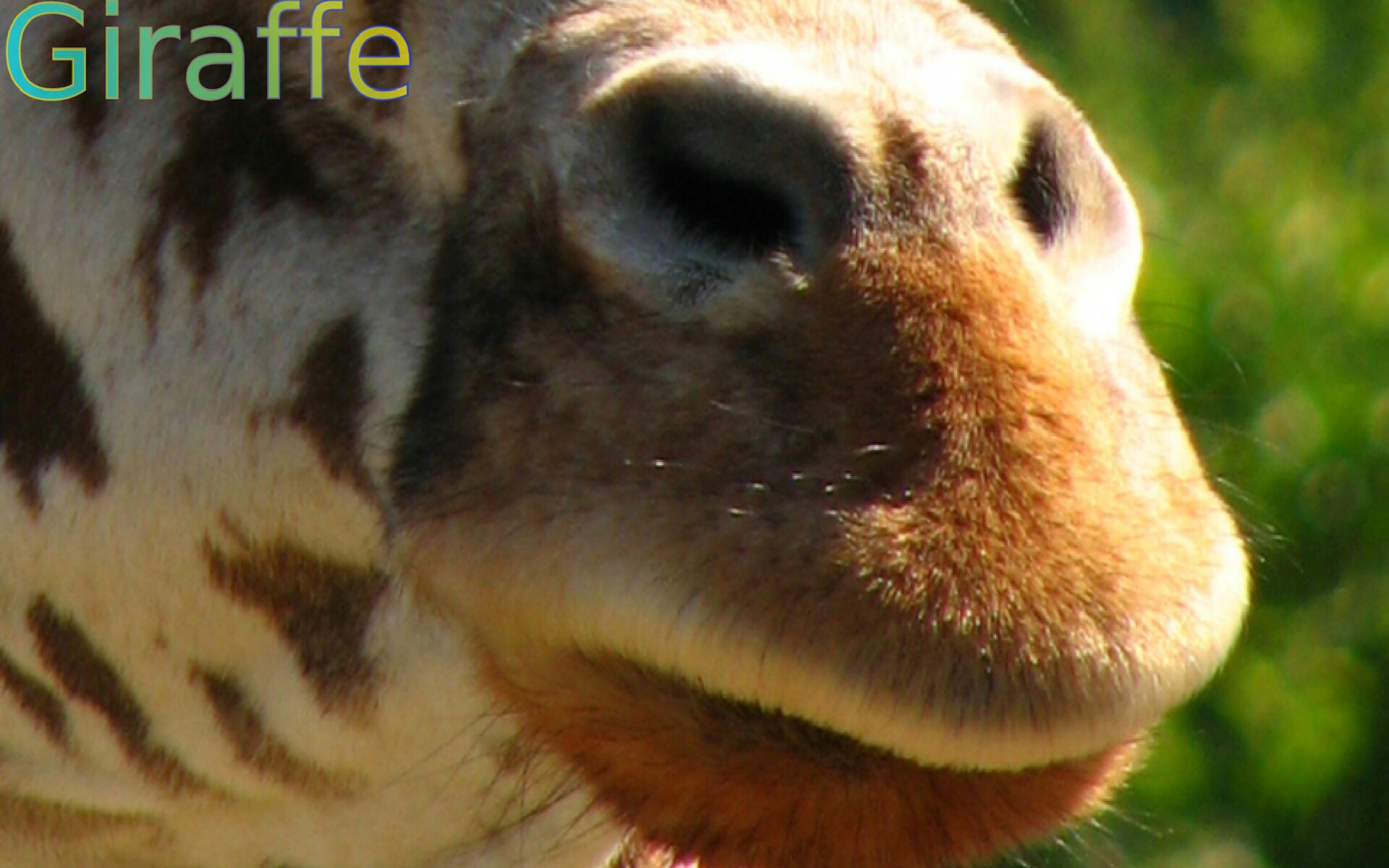 Animal Noses Appstore for Android