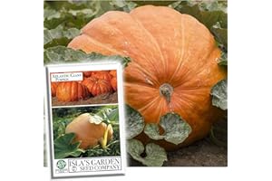 Atlantic Giant Pumpkin Seeds for Planting, 15+ Heirloom Seeds Per Packet, (Isla's Garden Seeds), Non GMO Seeds, Botanical Name: Cucurbita Maxima, Great Home Garden Gift