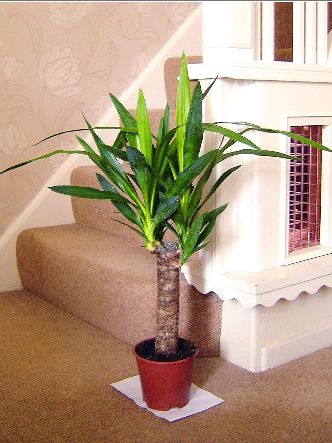 Large Traditional Evergreen House Plants in Pot Yucca Amazon.co.uk