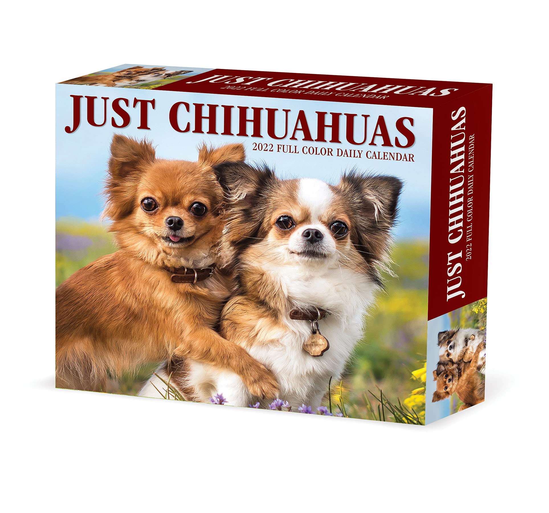 Akc Events Calendar 2022 Chihuahuas 2022 Box Calendar - Dog Breed Daily Desktop Calendar: Willow  Creek Press: 9781549220432: Books - Amazon.ca