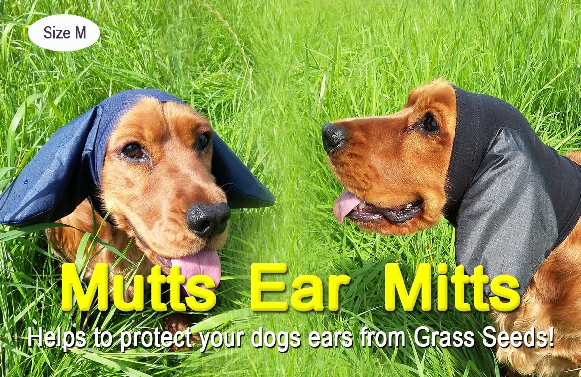 blue staffy stud dogs near me