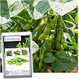 thumbnail image 2 of 20 Organic Midori Giant Soybean Seeds – Edamame, Glycine Max, Home Vegetable Garden 2 of 6