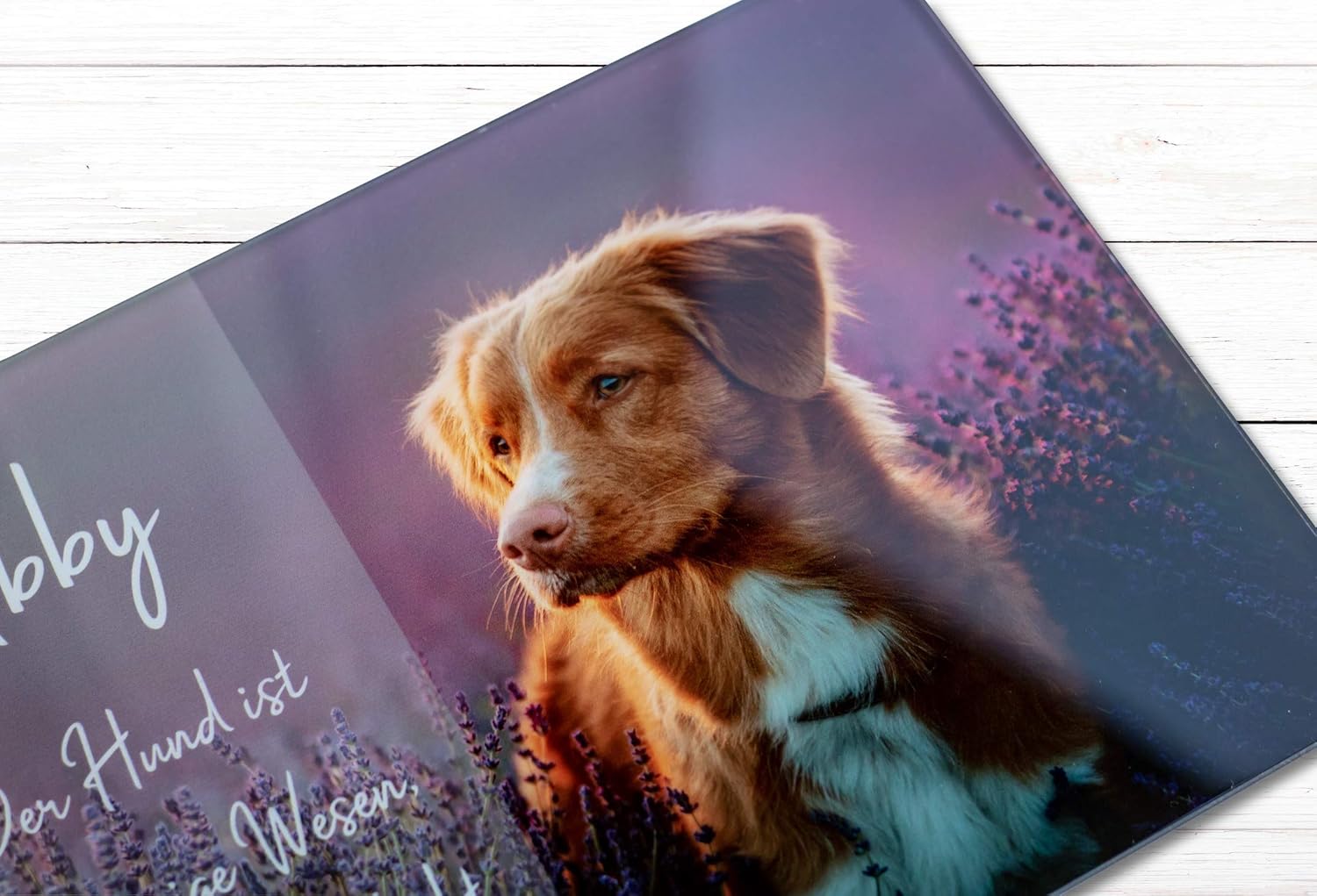 Download Hund und katze spruch For Free