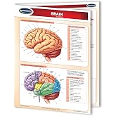 Brain - Human Brain Chart- 8.5" x 11" Laminated Medical Quick Reference Guide by Permacharts
