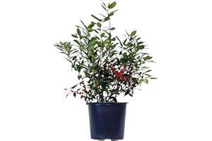 GREEN PROMISE FARMS Ilex verticillata 'Winter Red' (Winterberry) Shrub, sm bright red fruit, 3 - Size Container