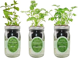 Environet Hydroponic Herb Growing Kit Set, Self-Watering Mason Jar Herb Garden Starter Kit Indoor, Grow Your Own Herbs from Seeds (Mint, Cilantro and Parsley)