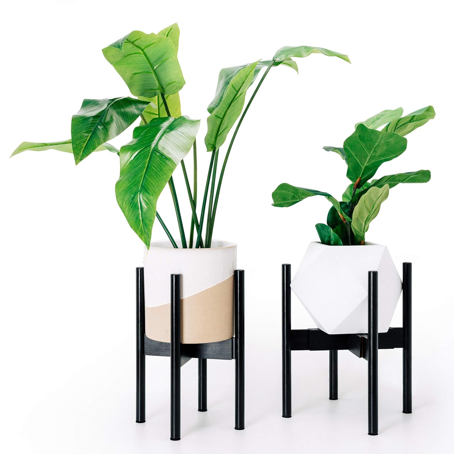 Best living room tree plants