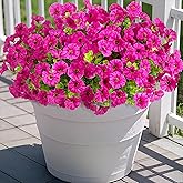 Hrobek Artificial Flowers for Outdoors Decoration, 12 Bundles Fake Plastic Flower Plant, Faux Colorful Silk Morning Glory Eucalyptus for Outside Garden Porch Front Door Decor, Purple