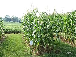 20 LB Pound Reid's Yellow Dent Field Corn Open