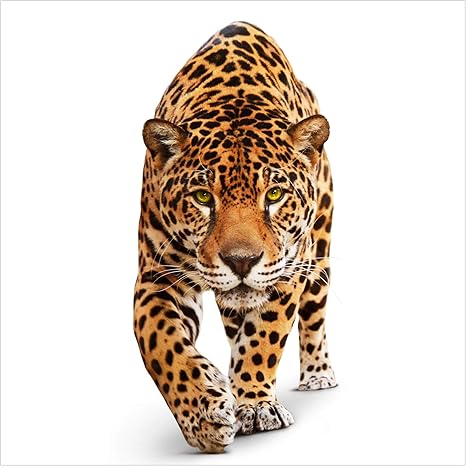 Amazon 不織布壁紙 Creepingジャガー 壁画正方形壁紙壁壁画写真機能wall Art壁紙壁画寝室リビングルーム Hxw 113 39 X 113 39 Inch 壁紙