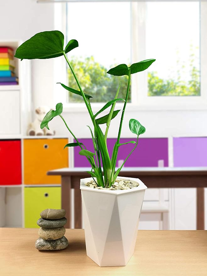 Easy Plants 1 Swiss Cheese Plant Monstera Deliciosa House