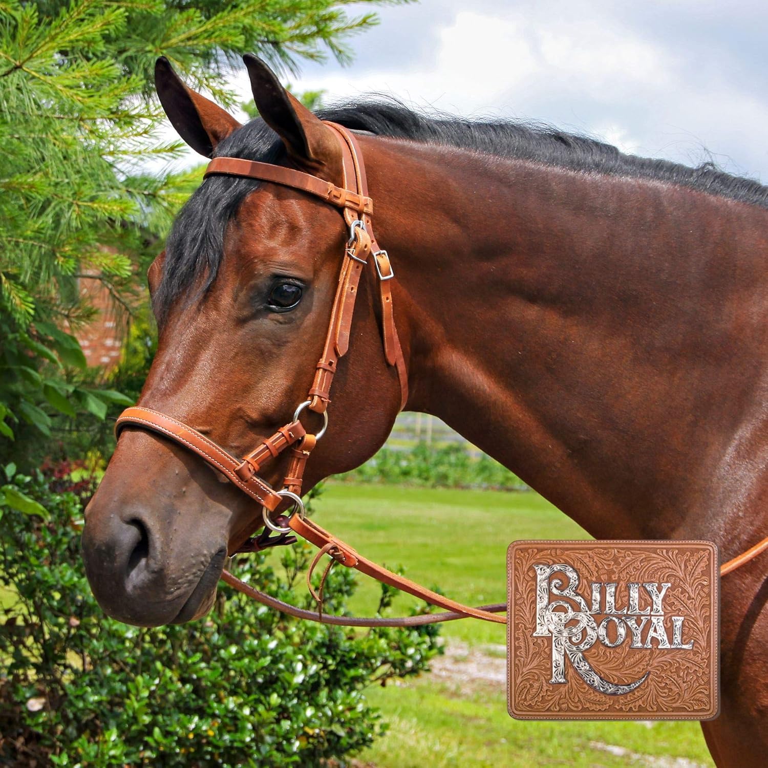 Billy Royal Padded Nose Leather Horse Sidepull | Bitless Training Aid | Single Side Cheek Adjustment | Fits Most Average to Large Horses: Sports & Outdoors
