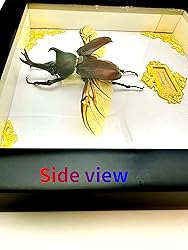 Cased Rhinoceros Beetle, Real Large Insect
