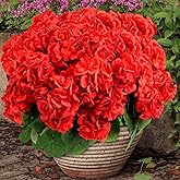 6 Bundles Artificial Flowers for Outdoors, Faux Geraniums Realistic Red Christmas Flowers, Faux Plants Outdoor UV Resistant for Garden Patio Porch Window Box Home Indoor Outdoor Decor (6, Red)