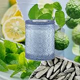 La Jolíe Muse Citrus Mint Soy Candle 6oz 40 Hr Burn Time Blue Glass view 2