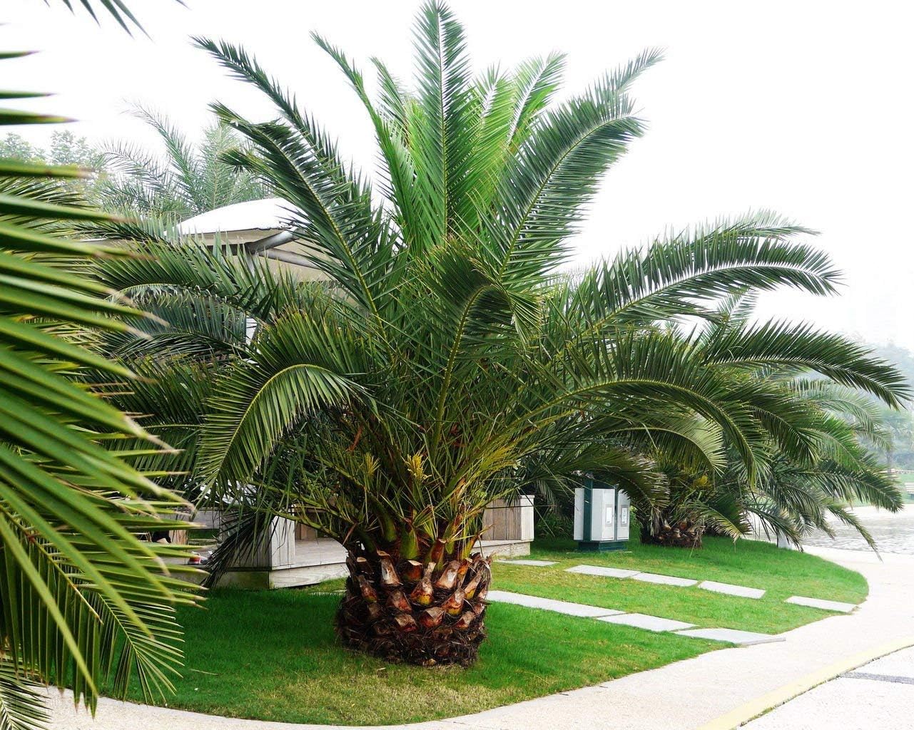Pineapple Palm 5 Seeds Phoenix 