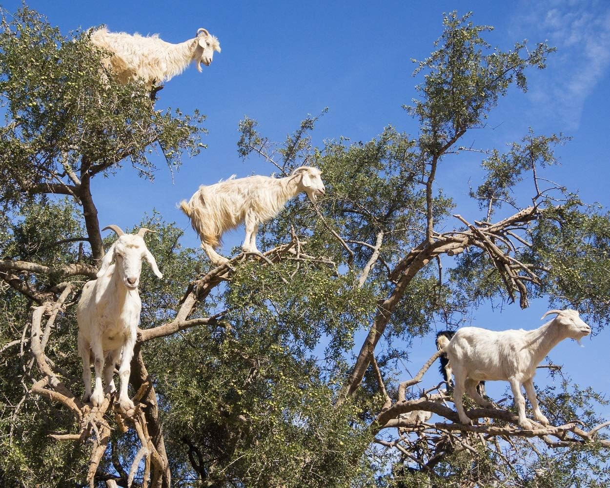 Goats Climbing Trees 504 Piece Jigsaw Puzzle 16" X 20"