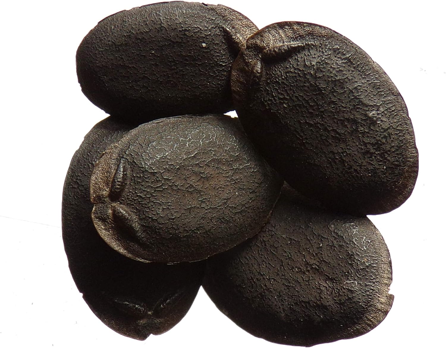 Courge Eponge 10 graines Luffa Aegyptiaca Squash Sponge SEM15