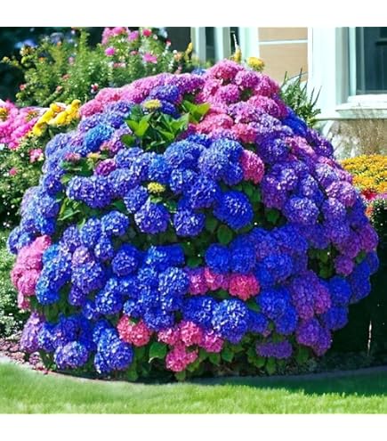 Amazon.com: 50pcs Jardín en maceta azul Hortensia Flor Semillas de