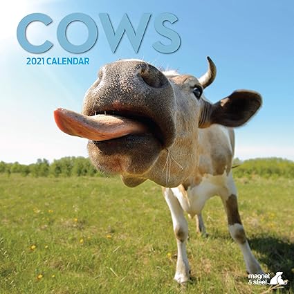 Magnet Steel Vaches Calendrier 2021 Amazon Fr Fournitures De Bureau