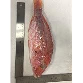 1-2lb each, Snapper Whole Fish (10lbs per order)