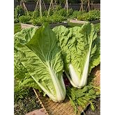3000+ Chinese Cabbage Seeds for Planting - Cải Bẹ D&uacute;n, Beka Santoh Variety, Premium Heirloom Non-GMO Asian Vegetable Seeds, Easy to Grow for Home Gardens, Raised Beds &amp; Containers