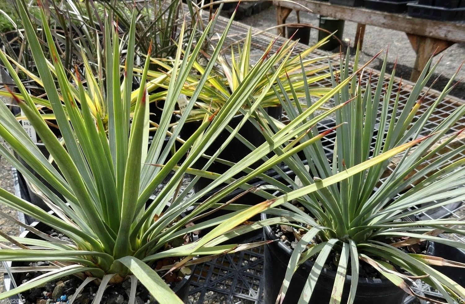 DROUGHT TOLERANT,Edible Fruits,Yucca baccata ! 20 SEEDS Banana yucca