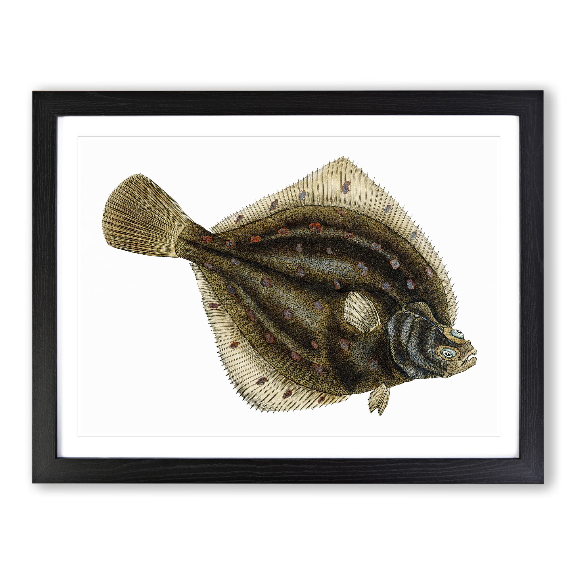 Plaice Fish By Edward Donovan Vintage Framed Print | A4 Black Framed Wall Art | Ready to Hang | Classic Animal Picture | Living Room Bedroom Lounge Office