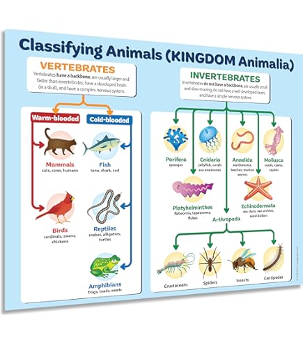 The Food Pyraid Pe Posters Gloss Paper Easuring 850 X | Desertcart Orocco