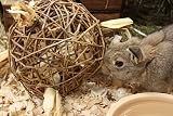 HappyPet Natural Willow Ball Small Animal Chew Toy Large Eco Friendly view 4