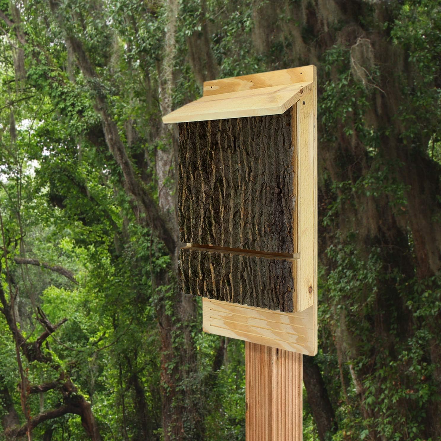 Dunkels Uncle Florida Bat. Endangered Most Floridas Attract to Sized Specially House, Bat