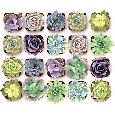 Amazon.com New Releases: The best-selling new & future releases in Cacti &  Succulent Plants