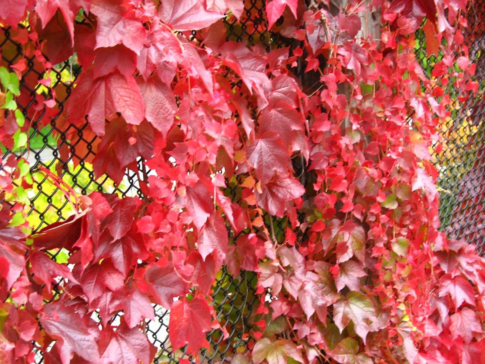 Red Boston Ivy "100 Seeds" Parthenocissus Tricuspidata Climbing Vine : Red Boston Ivy