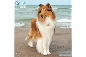 Collie 2026 Calendar | Square Wall Calendar | Dog Breed Gift | Plastic Free Packaging | by Avonside Publishing