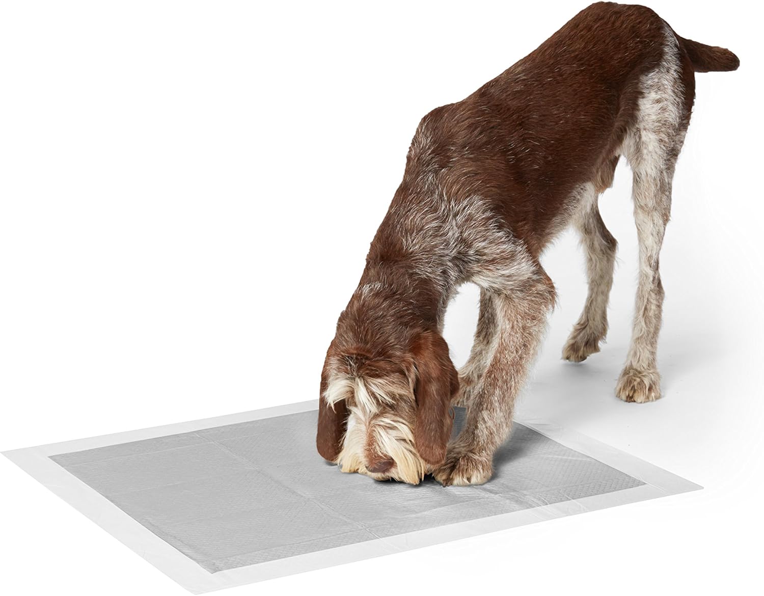 puppy training mats b&m