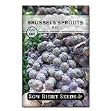 Sow Right Seeds - Red Brussels Sprouts Seeds for