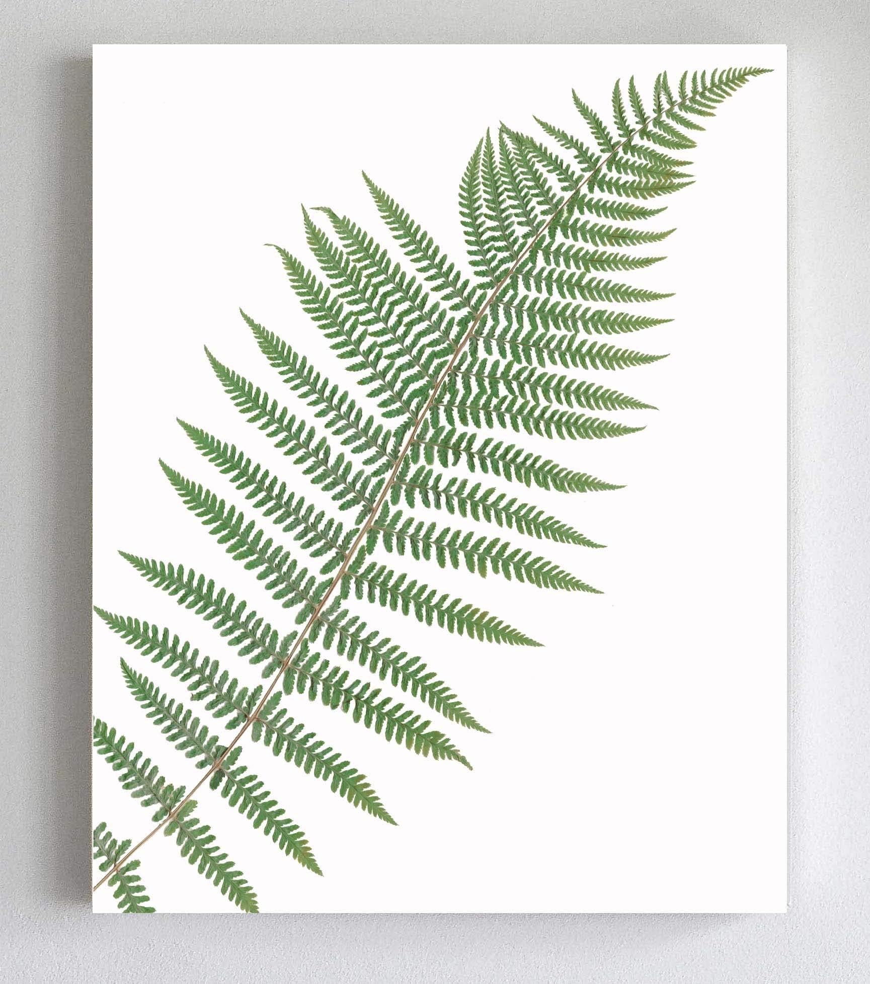 Fern Botanical Art Print - Simple Fern Print on White Background - Realistic Fern Art in 5X7, 8X10, 11X14, or 16X20 Sizes - Unframed