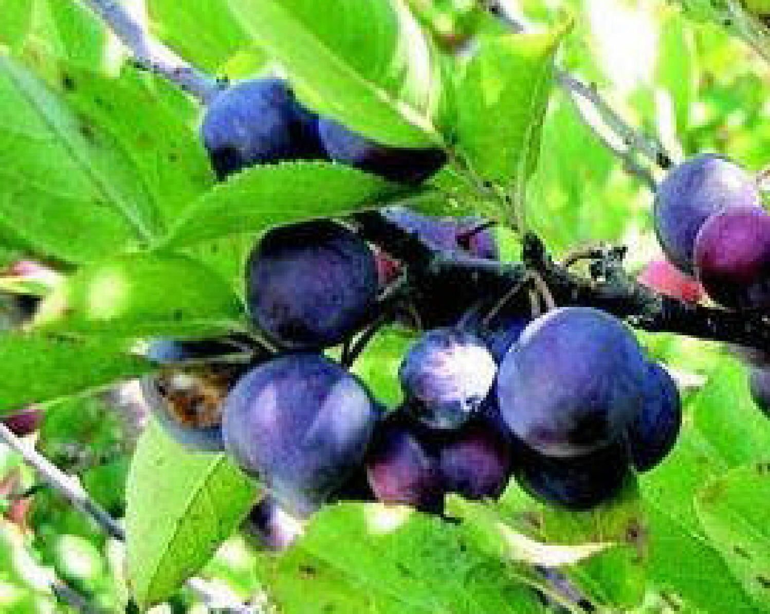 Legendary Heirloom Beach Plum Dwarf Fruit Tree On Large Shrub Size Live Plant