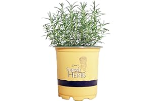 GREEN PROMISE FARMS Sara's Superb Herbs - Rosmarinus officinalis 'Arp' (Rosemary) Herb, , 1 - Size Container