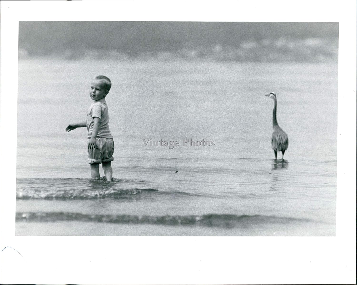 Vintage Photos 1990 Douglas Benson Dash Point Park Blue Heron Waters Boy Seascape 8X10