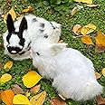 Basuo-9Q Pack of 2 Realistic Furry White Panda Rabbits Figurines Simulation Farm Animal Models Home Decoration Lifelike Easter Bunnies Statue Photography Props Spring (White+Black&White)