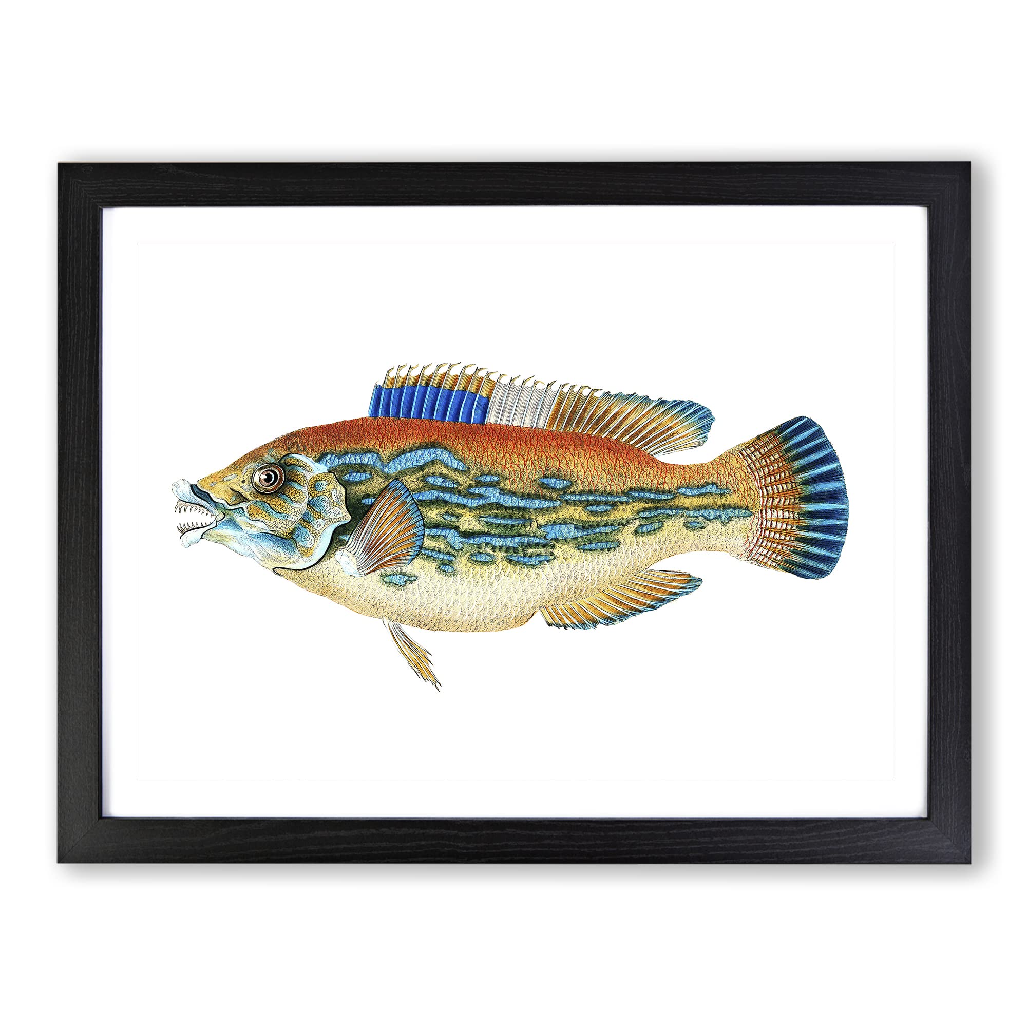 Striped Bass Fish By Edward Donovan Vintage Framed Print | A4 Black Framed Wall Art | Ready to Hang | Classic Animal Picture | Living Room Bedroom Lounge Office