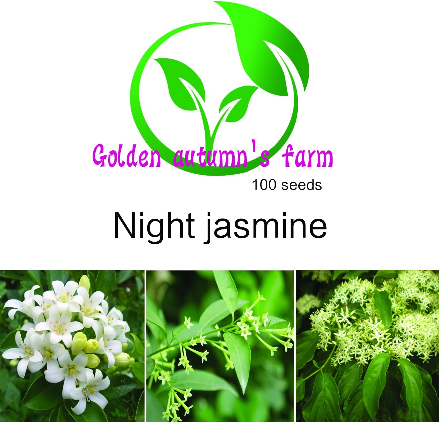 Golden autumn farm- Night Blooming Jasmine 100 Seeds
