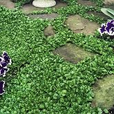 Outsidepride Perennial Dichondra Repens Seeds - 2 lbs Dense Green, Low-Maintenance Ground Cover Seeds for Planting, Ideal Lawn Alternative in Sun or Shady Areas &amp; Erosion Control in USDA Zones 8-11