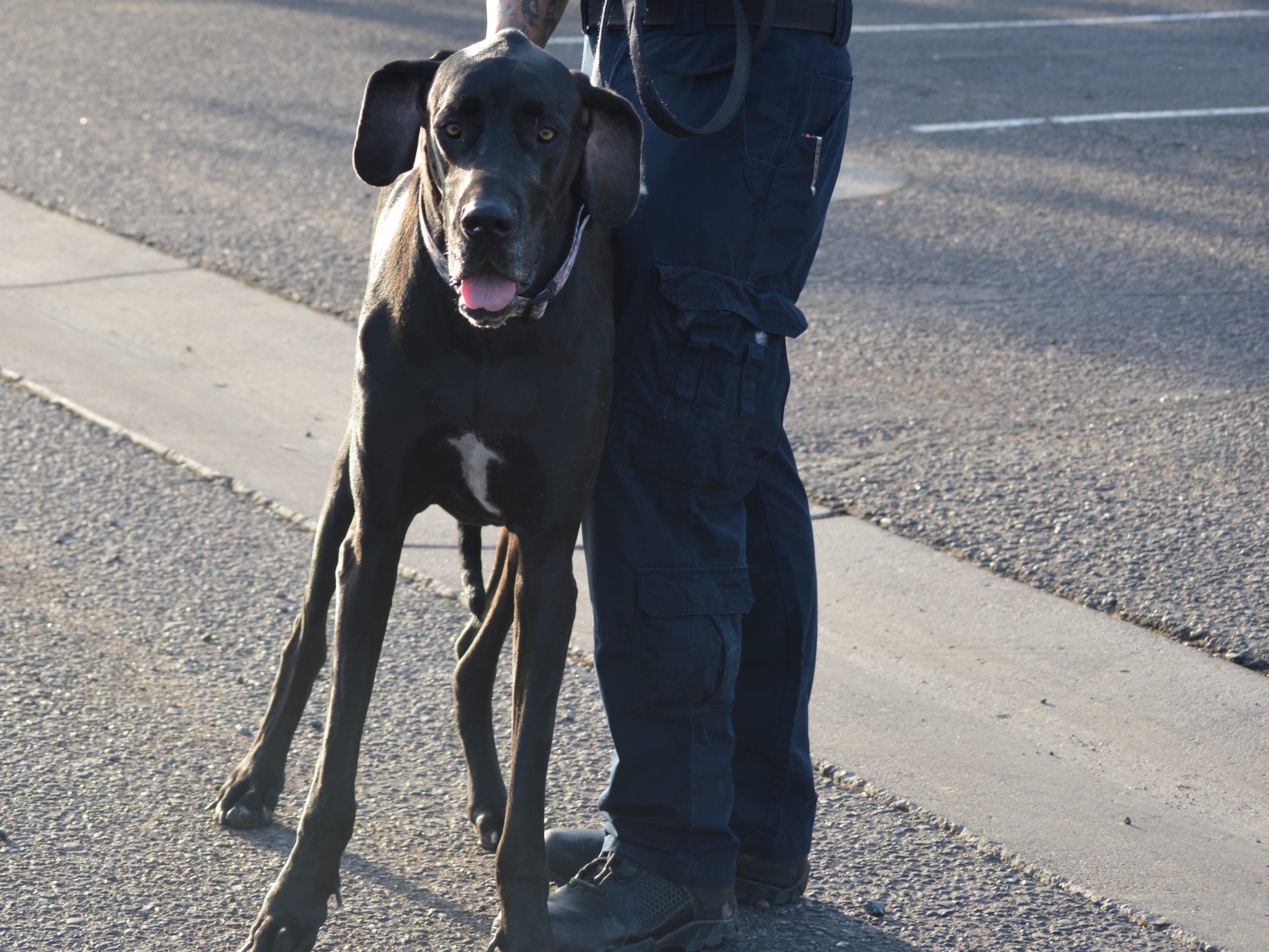 Watch Animal Cops Phoenix Season 4 Prime Video