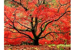 JAPANESE MAPLES AND EVERGREENS Red Japanese Maple - Live Plant 2-3 feet Tall - Deep Red Leaves